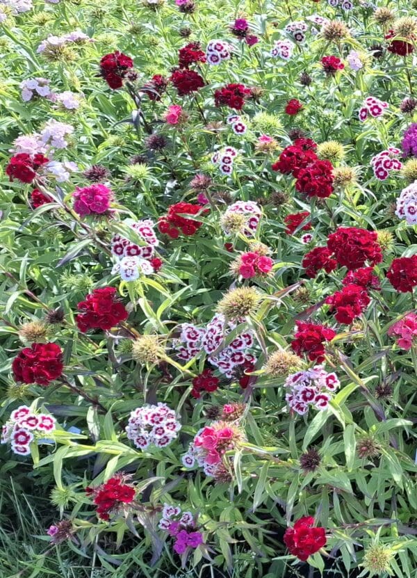 Dianthus barbatus Flora Pearl mixture