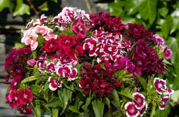 Dianthus barbatus QIS® Electron Auricula mixture