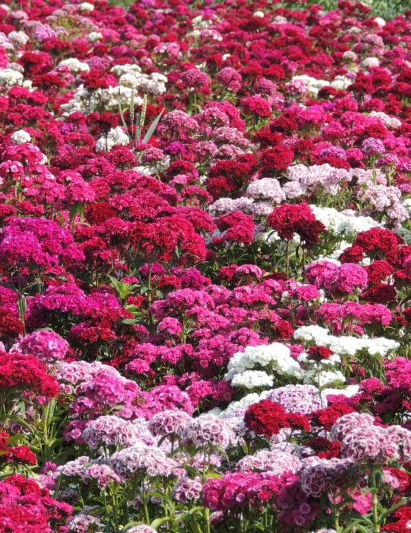 Dianthus barbatus QIS® Robustus Double mixture