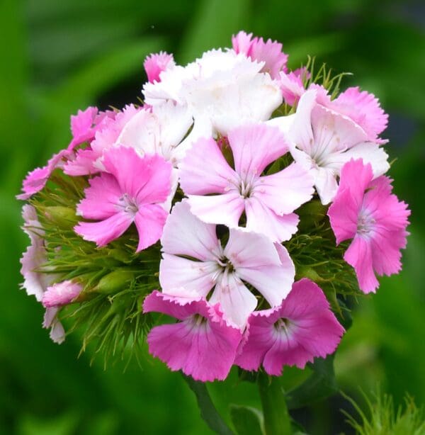 Dianthus barbatus Flora Pearl Appleblossom