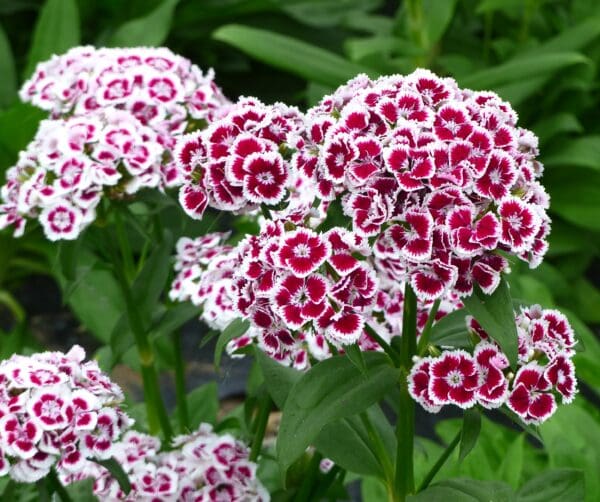 Dianthus barbatus Flora Pearl White-Red