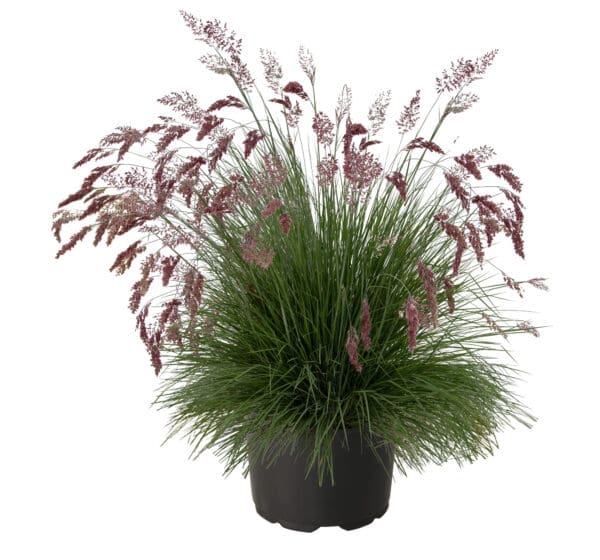 Melinis nerviglumis Savannah