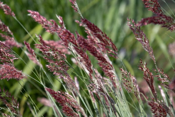 Melinis nerviglumis Savannah – Image 3