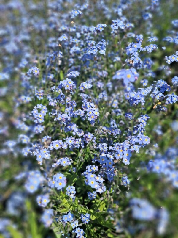Myosotis alpestris Tall Light Blue