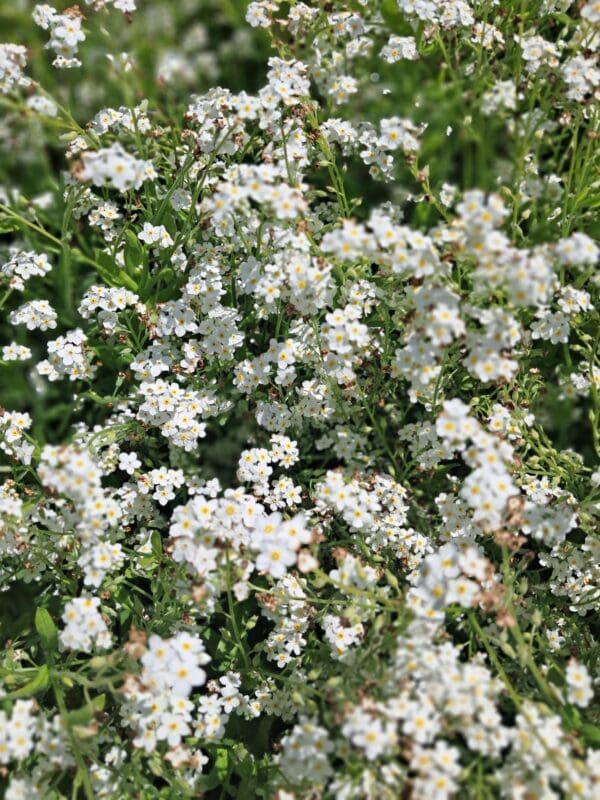 Myosotis alpestris Tall White