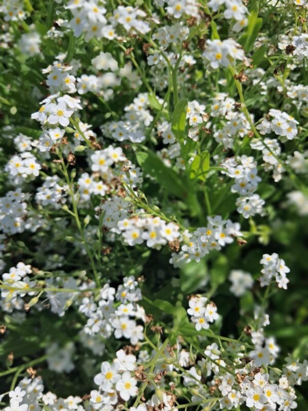 Myosotis alpestris Tall White - Afbeelding 2