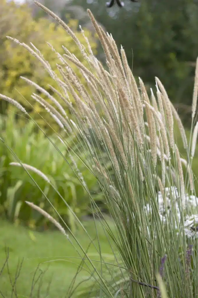 pennisetum-macrourum-tall-feathers-easyseed