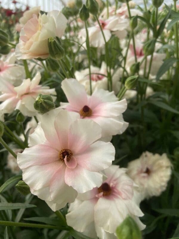 Ranunculus Butterfly™ Ariadne® - Imagen 3