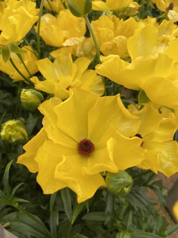 Ranunculus Butterfly™ Artemis® - Image 3