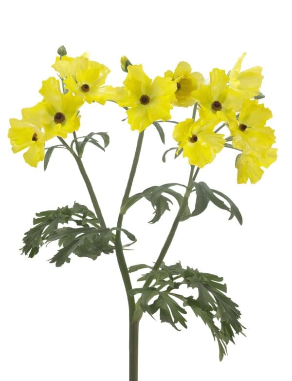 Ranunculus Butterfly™ Artemis® - Image 2