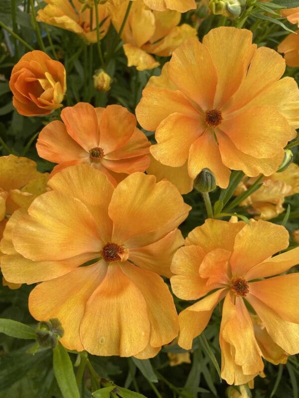 Ranunculus Butterfly™ Charis® – Image 3