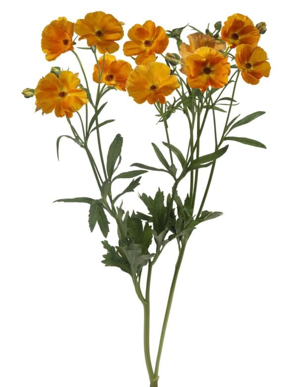 Ranunculus Butterfly™ Charis® – Image 2