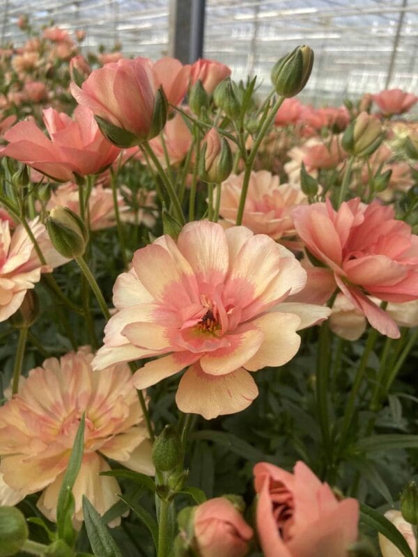 Ranunculus Butterfly™ Eris® - Imagen 3