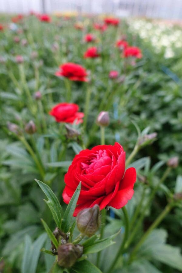 Ranunculus Butterfly™ Hades® - Image 3