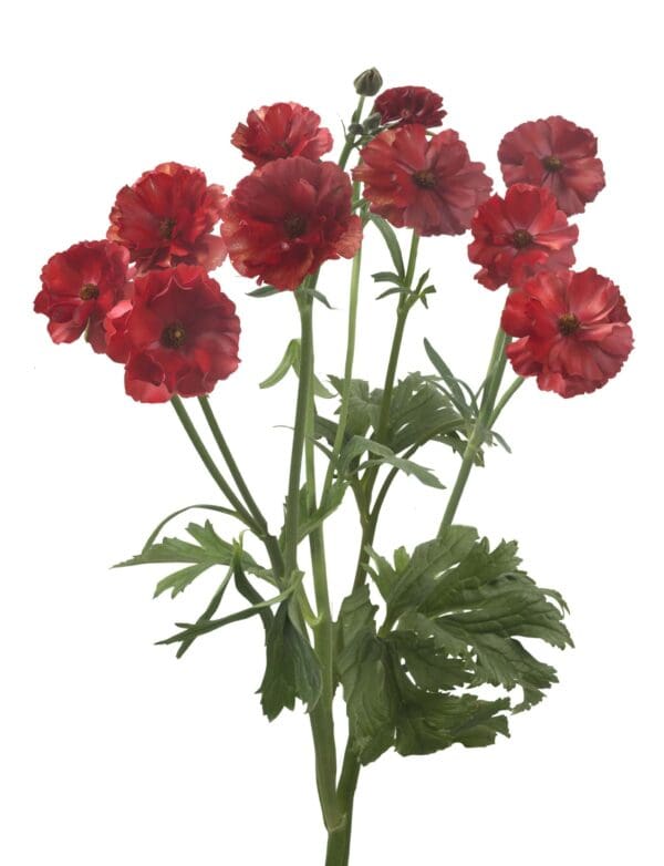 Ranunculus Butterfly™ Hades® - Image 2