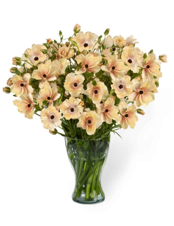 Ranunculus Butterfly™ Hestia®