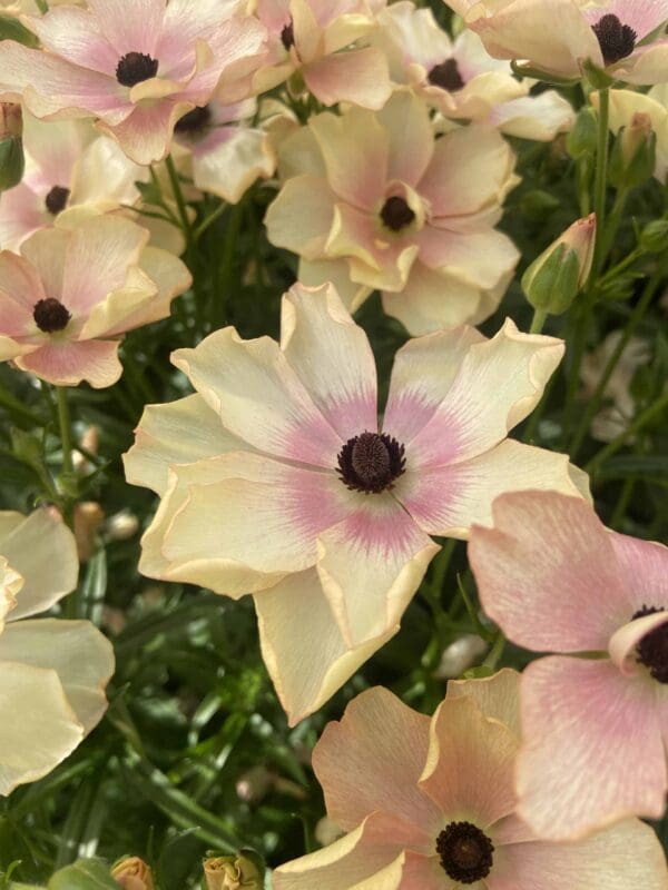 Ranunculus Butterfly™ Hestia® – Image 3