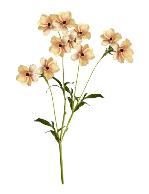 Ranunculus Butterfly™ Hestia® – Image 2