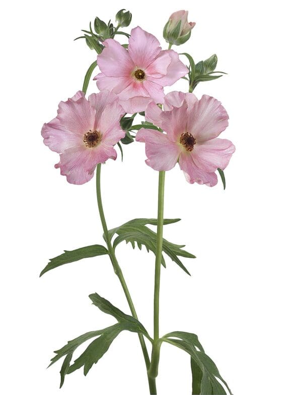 Ranunculus Butterfly™ Isis® - Image 2