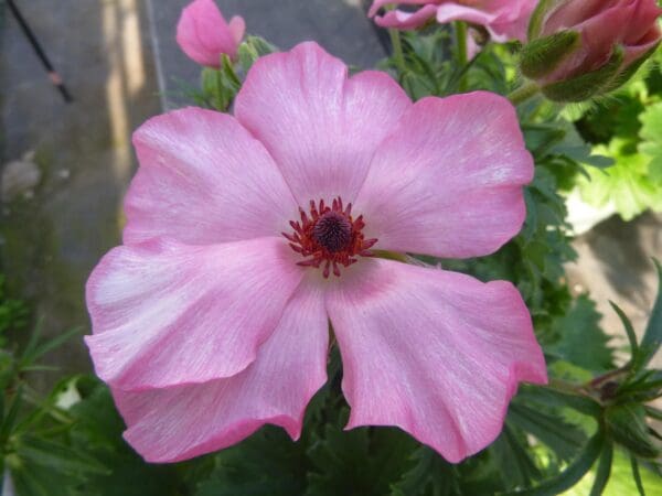 Ranunculus Butterfly™ Isis® - Image 4