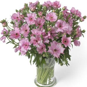 Ranunculus Butterfly™ Isis®