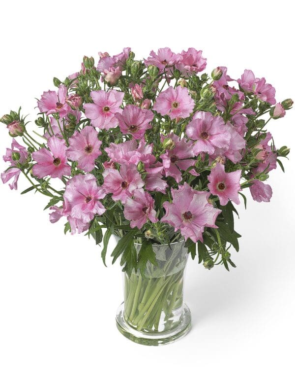 Ranunculus Butterfly™ Isis®