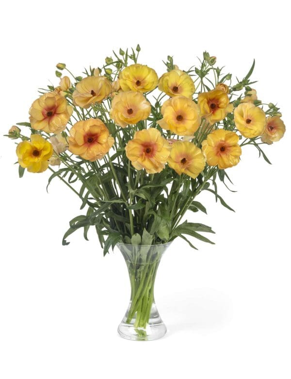 Ranunculus Butterfly™ Lotis®