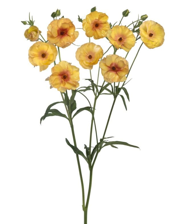 Ranunculus Butterfly™ Lotis® – Image 2