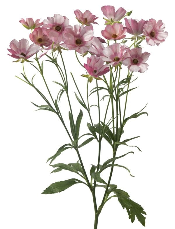 Ranunculus Butterfly™ Lycia® – Bild 2