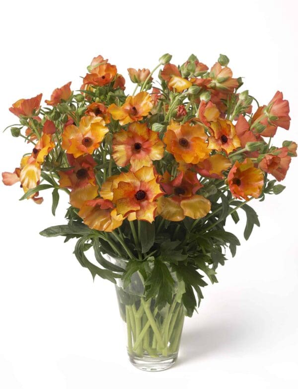 Ranunculus Butterfly™ Minoan®