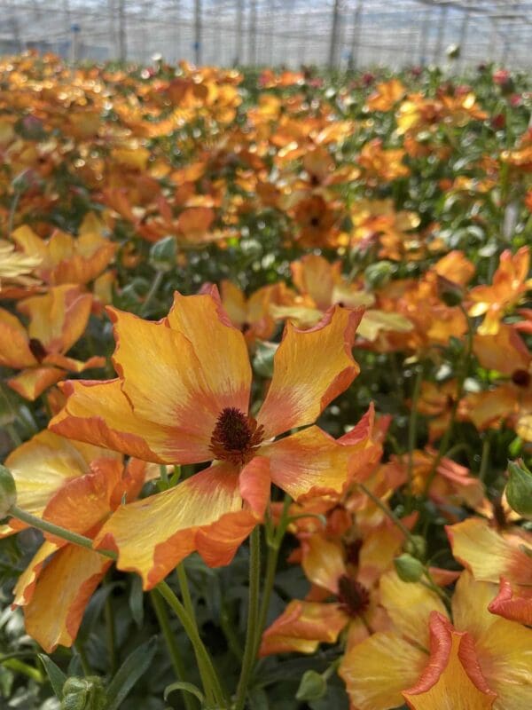 Ranunculus Butterfly™ Minoan® - Imagen 3