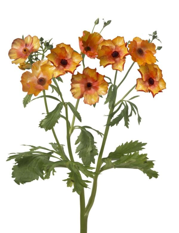 Ranunculus Butterfly™ Minoan® - Imagen 2