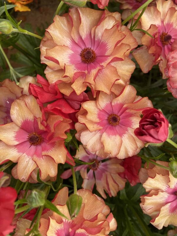 Ranunculus Butterfly™ Musa® – Image 3