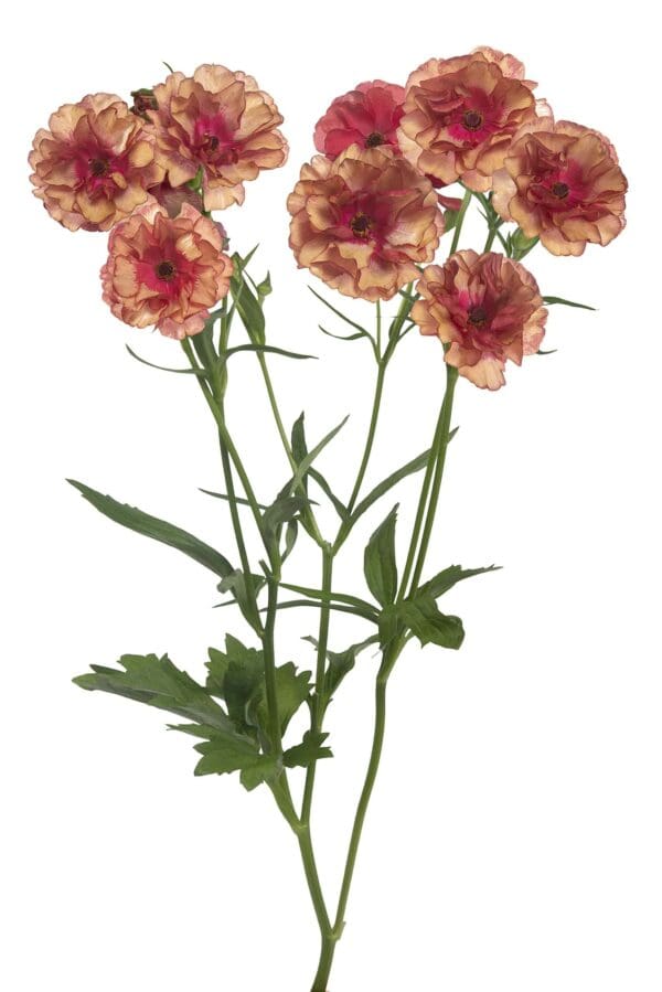 Ranunculus Butterfly™ Musa® – Image 2