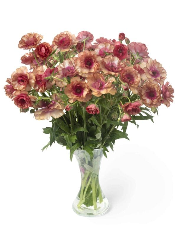 Ranunculus Butterfly™ Musa®