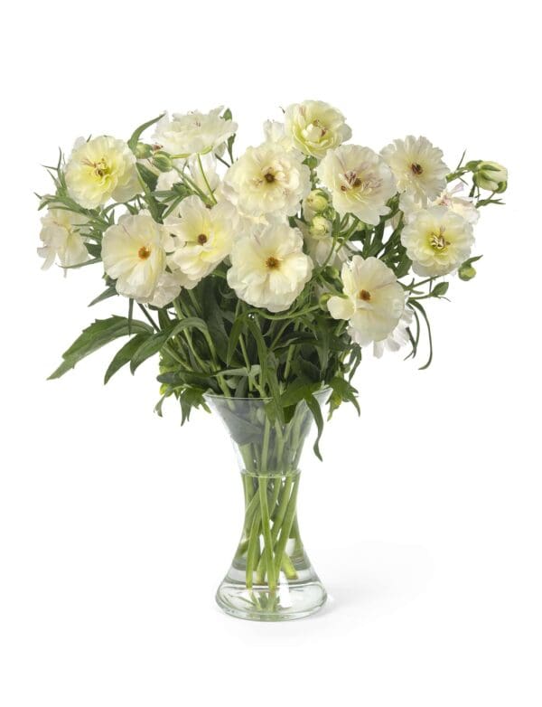 Ranunculus Butterfly™ Ninos®