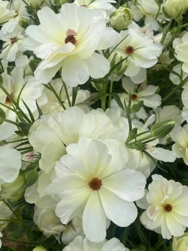 Ranunculus Butterfly™ Ninos® – Bild 3