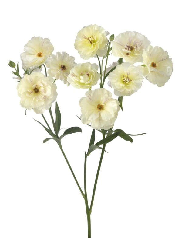 Ranunculus Butterfly™ Ninos® – Bild 2