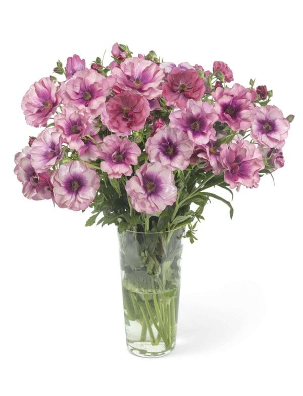 Ranunculus Butterfly™ Thiva®