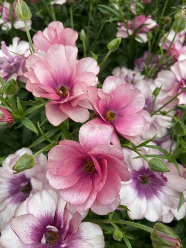 Ranunculus Butterfly™ Thiva® - Image 3