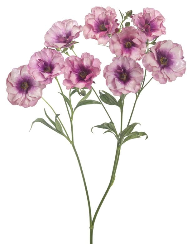 Ranunculus Butterfly™ Thiva® - Image 2