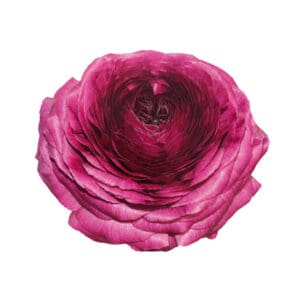 Ranunculus