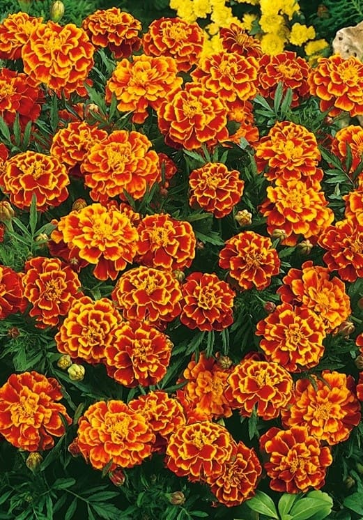 Semi Di Tagete Nana Marietta Rossa (Tagetes Patula Nana) - Fiori Color Mogano E Arancio, Per Aiuole E Vasi, Altezza 20-30 Cm