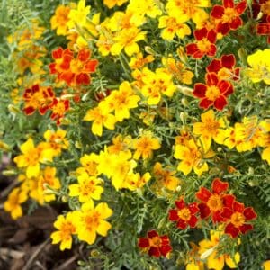 Tagetes tenuifolia (Marigold) Starfire mixture