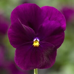 Viola cornuta F1 Penny Violet