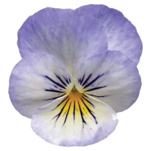 Viola cornuta F1 Sorbet® XP YTT
