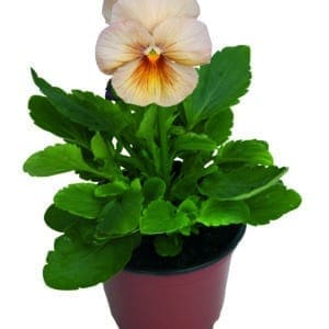 Viola wittrockiana F₁ Inspire® Peach Shades