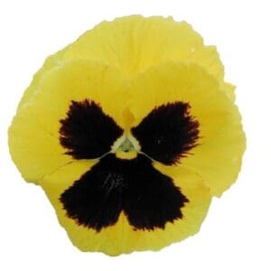 Viola wittrockiana F₁ Premier Golden Yellow with Eye