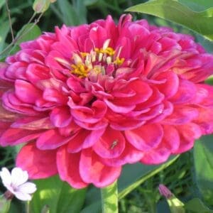 Zinnia elegans dahliaflowered Exquisite